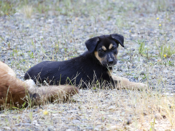 chinook dog